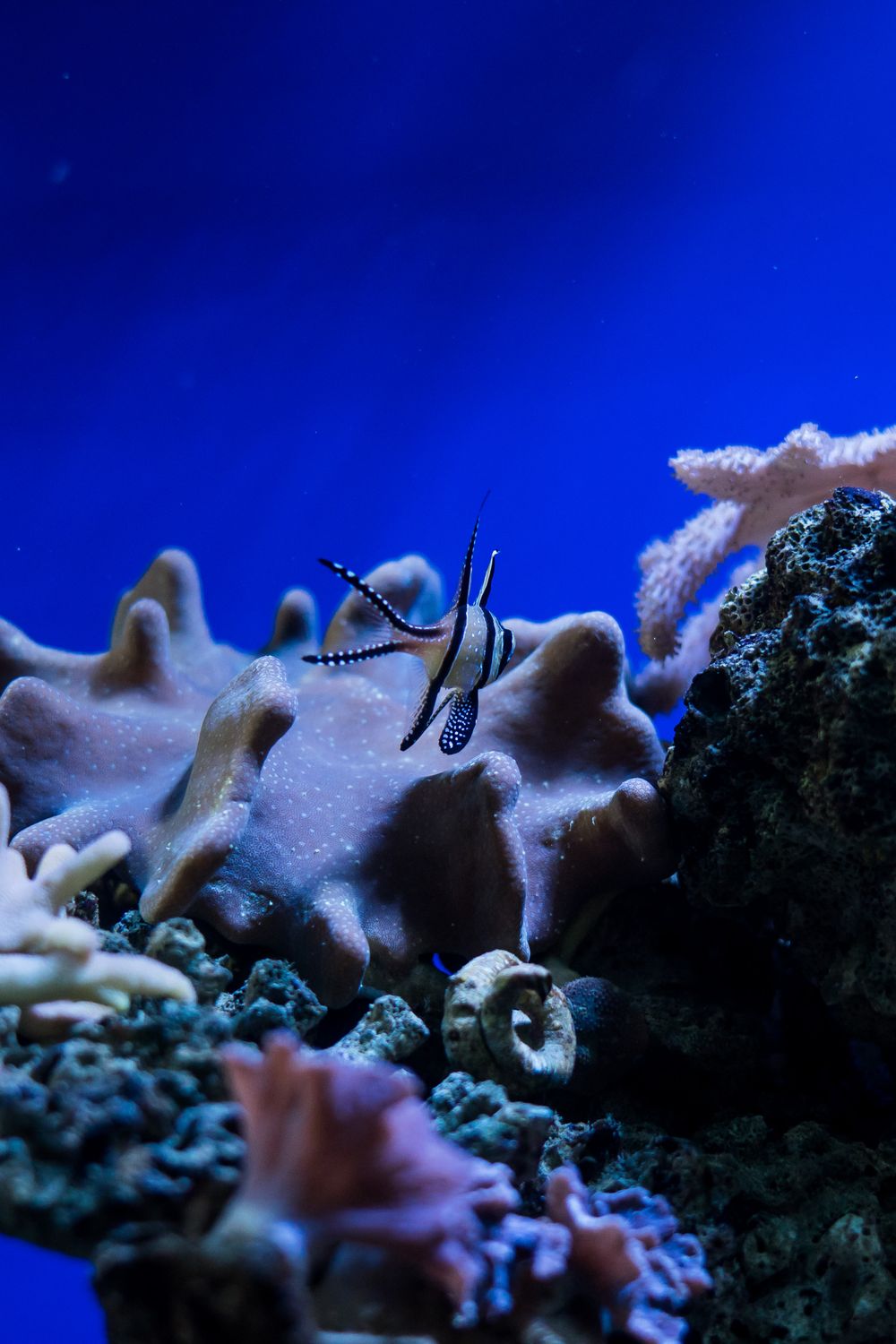 Drip Acclimation Kit for Saltwater Fish
