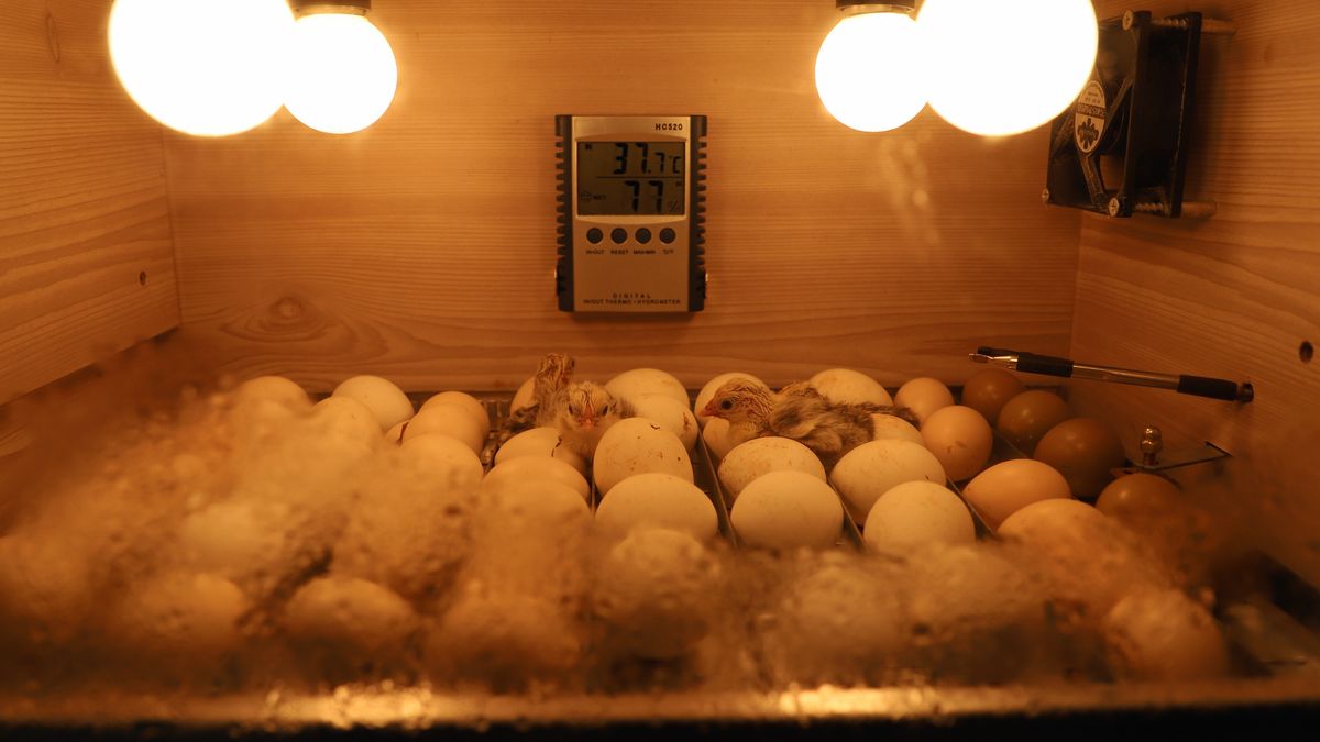 Egg Incubator for Chicken Eggs