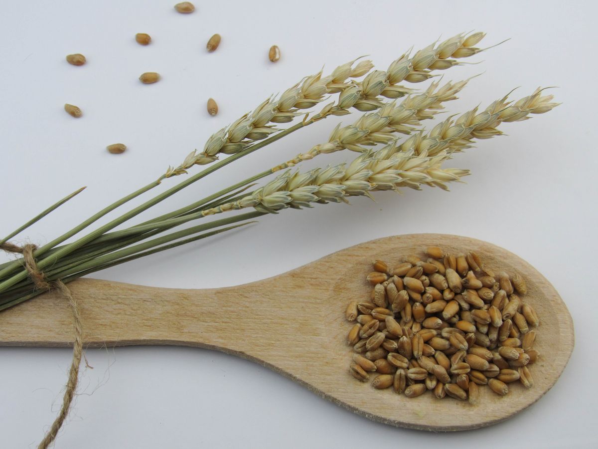 Grain Mill for Home Use
