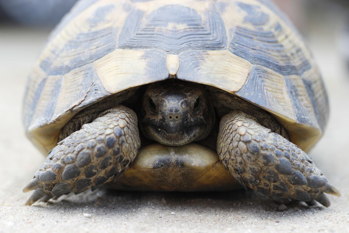 Bedding for a Russian Tortoise Enclosure