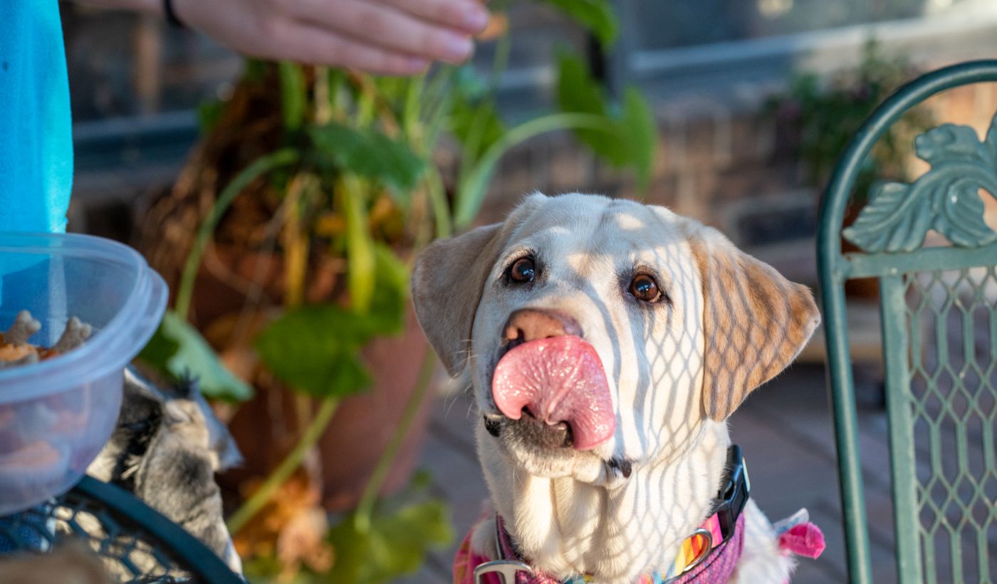 Lick Mat for Dogs