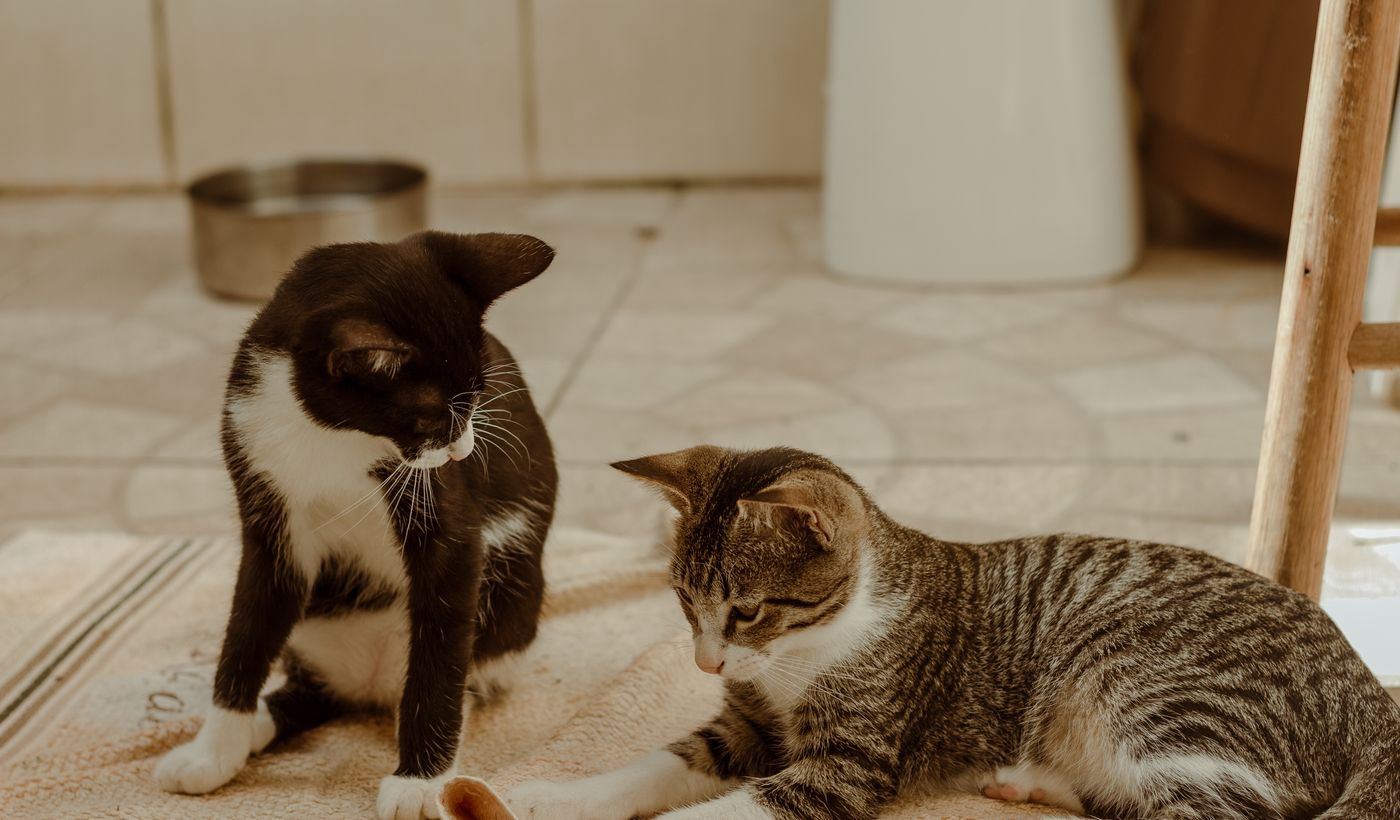 Automatic Litter Box for Multiple Cats
