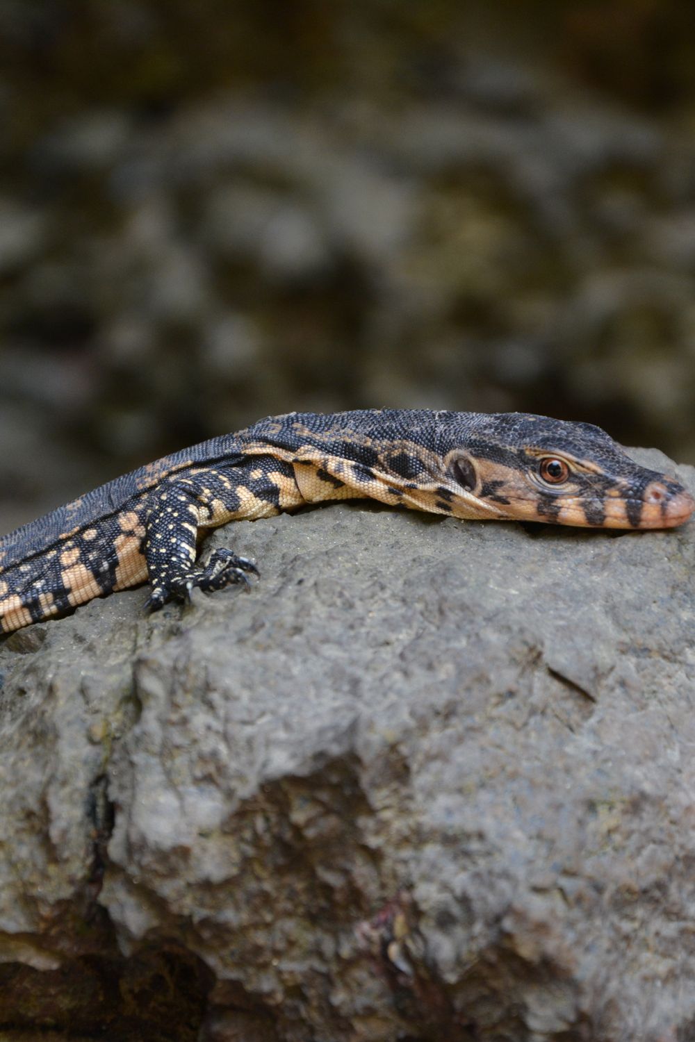 Basking Bulb for a Savannah Monitor