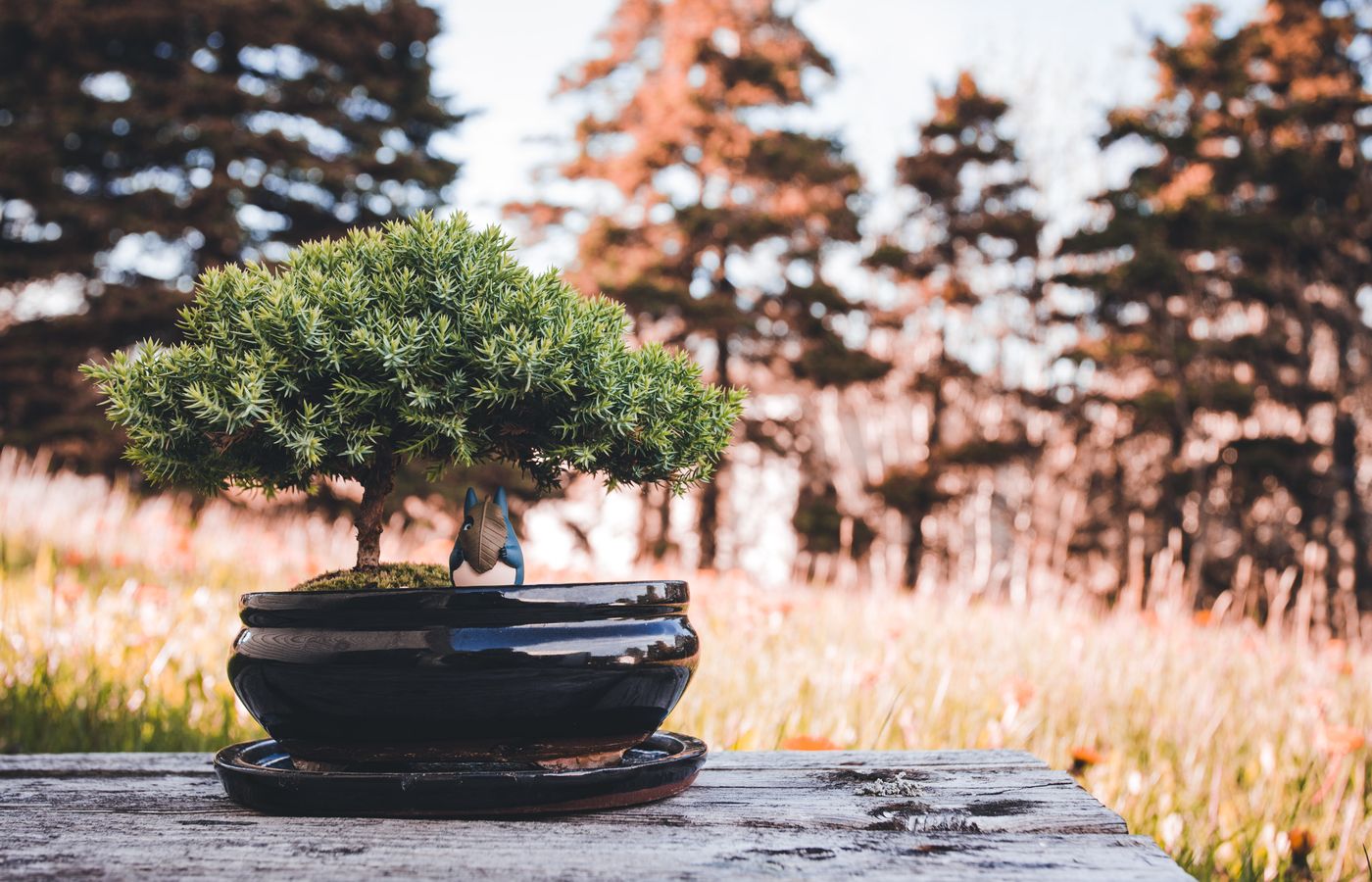 Concave Cutter for a Bonsai Beginner