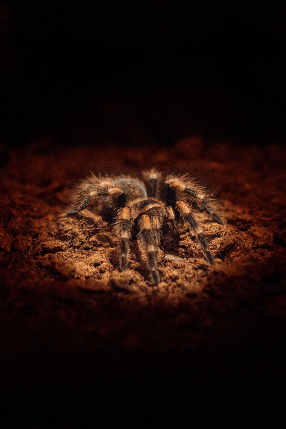 Enclosure for an Arboreal Tarantula