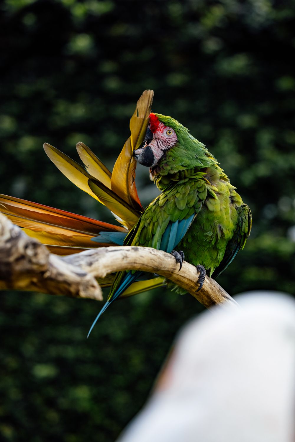 Playstand for Parrots
