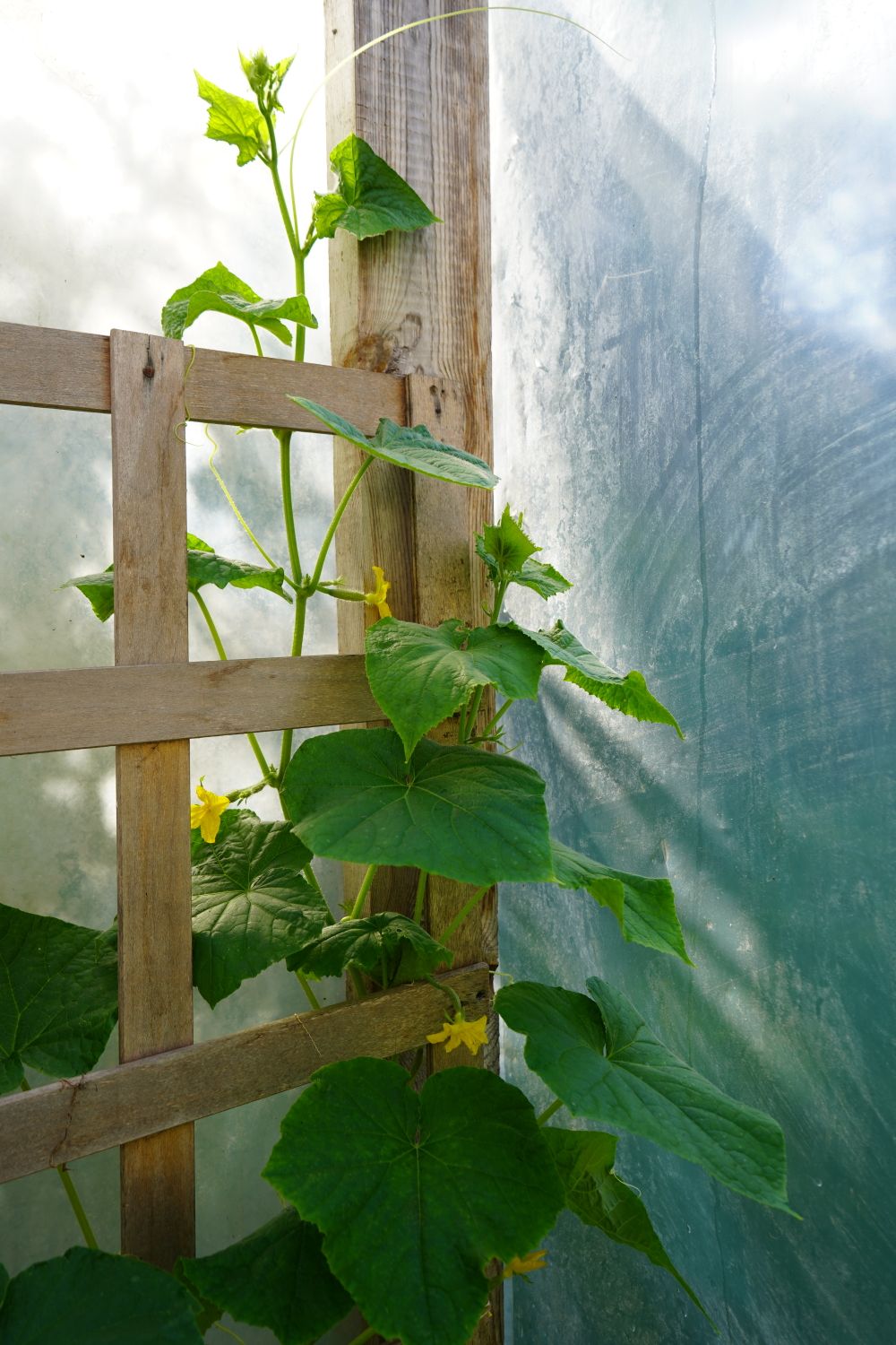 Cucumber Trellis
