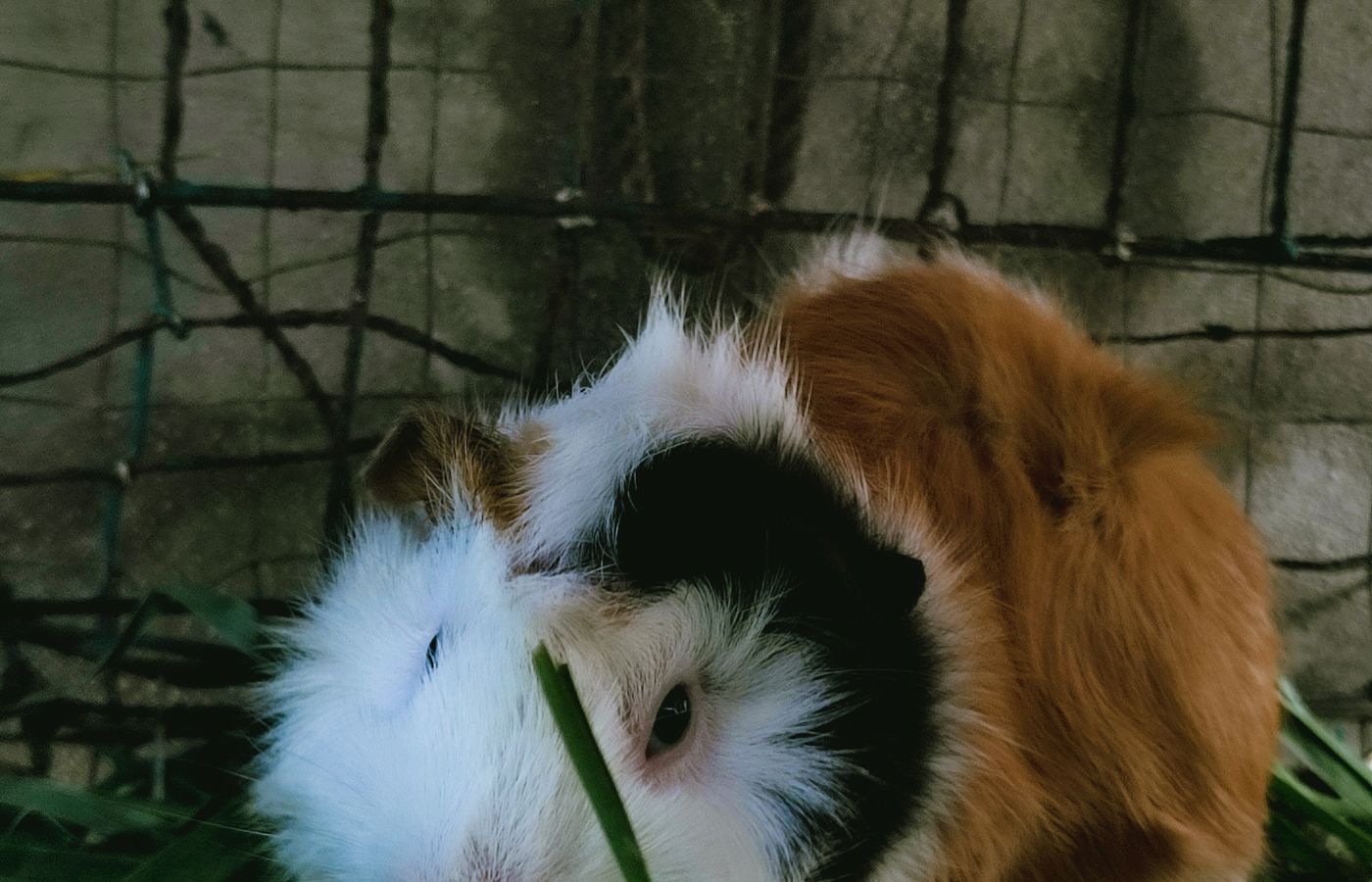 Hay Feeder for Guinea Pigs to Reduce Waste