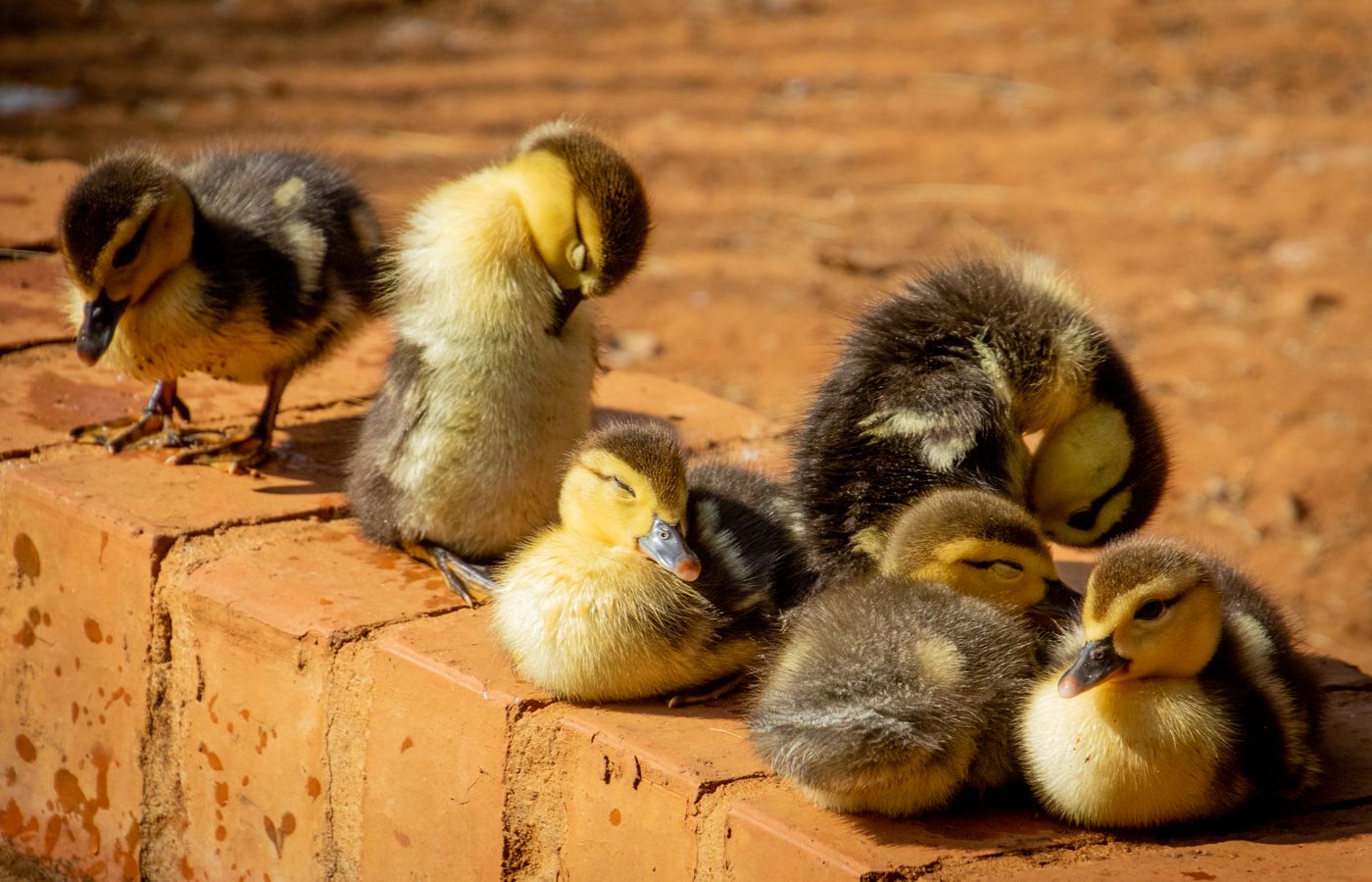 Brooder Plate for Ducklings
