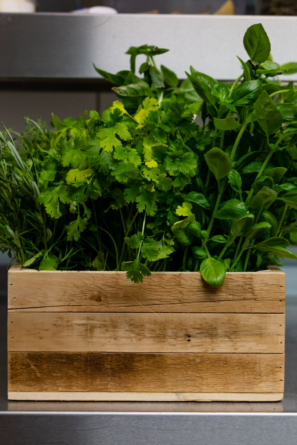 Countertop Hydroponic Herb Gardens for Small Apartments