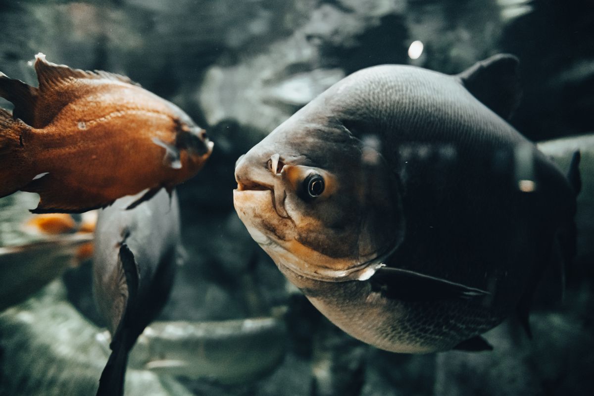 Automatic Fish Feeder for a Small Tank