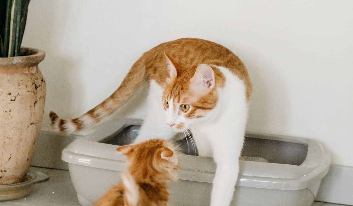 Cat Litter for an Automatic Litter Box