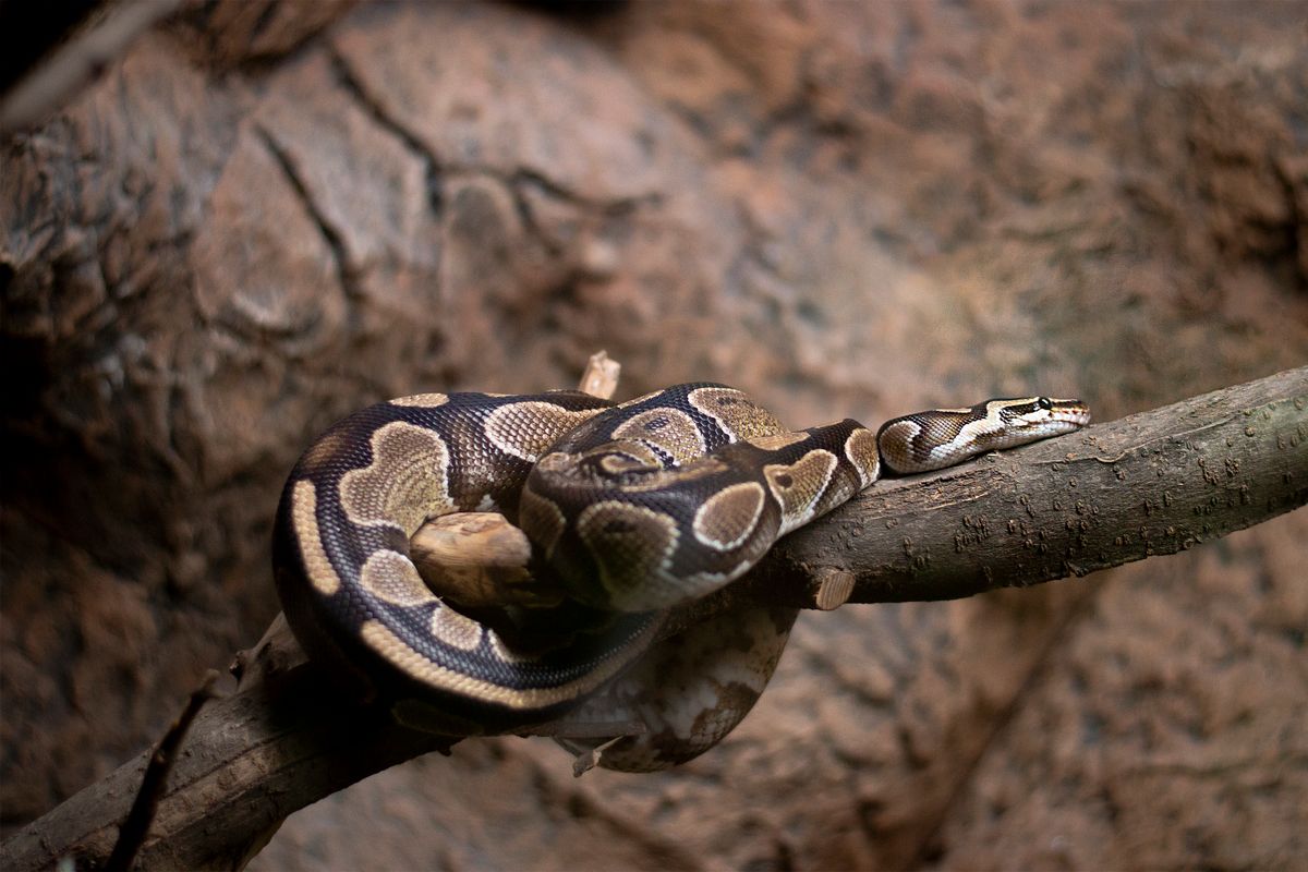 Humidifier for a Ball Python