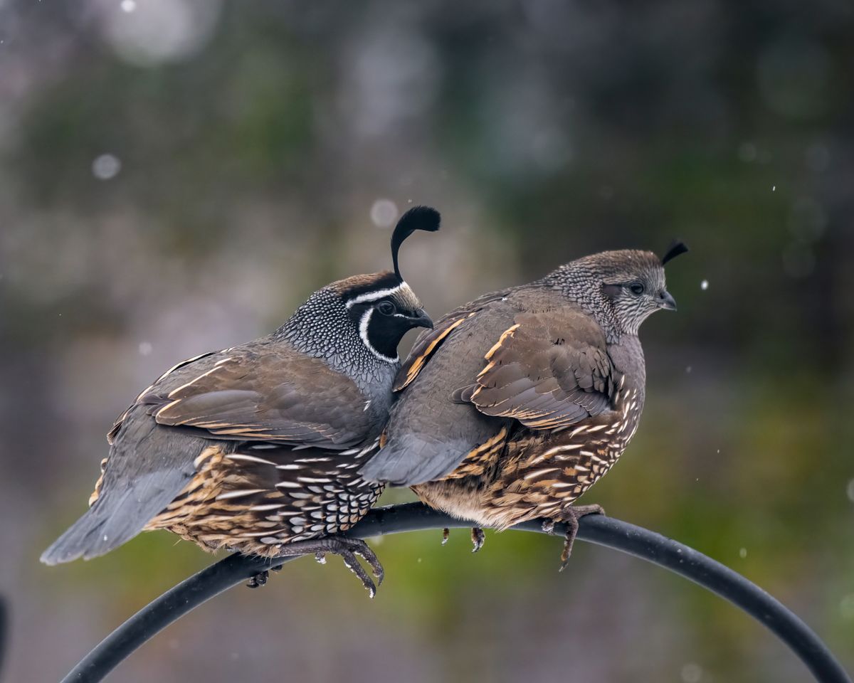 Bird Feeder for Quail