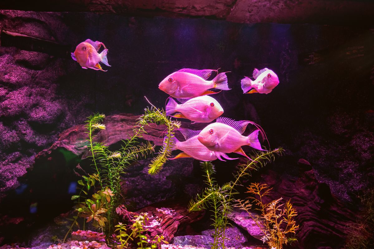 RGB LED Light for a Planted Tank