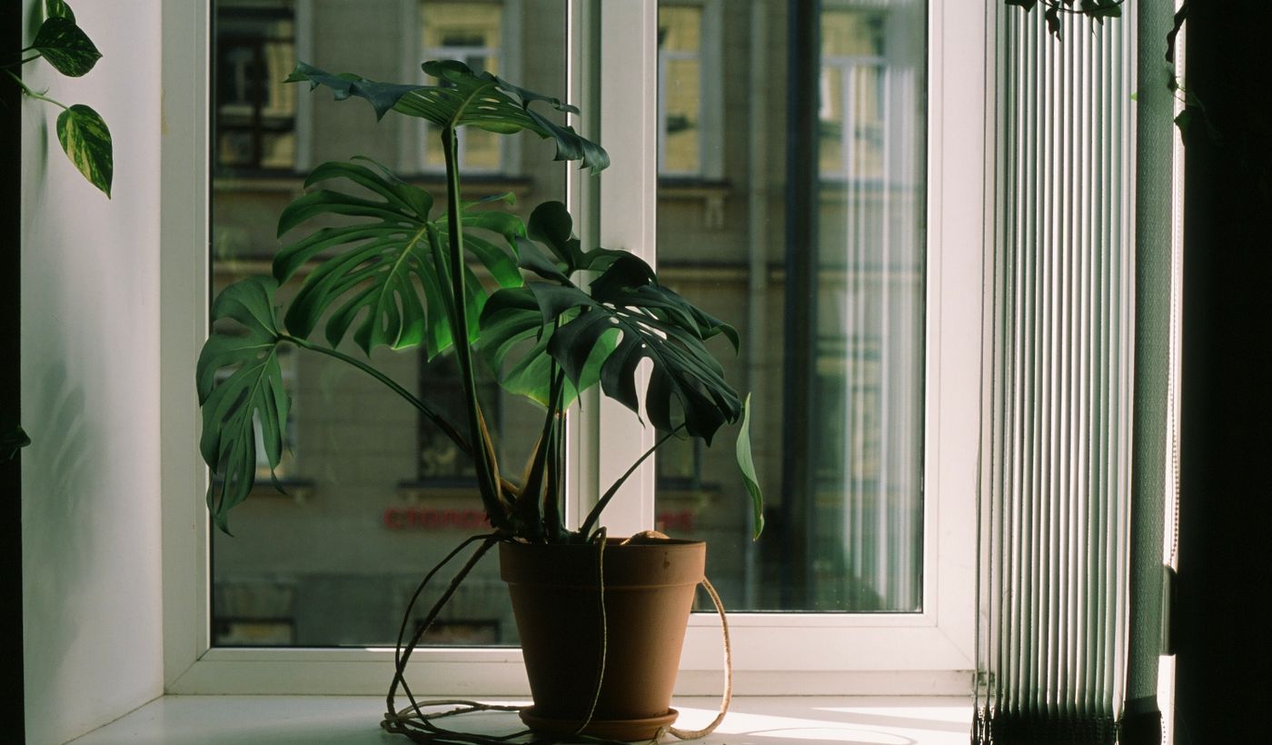 Self-Watering Planter