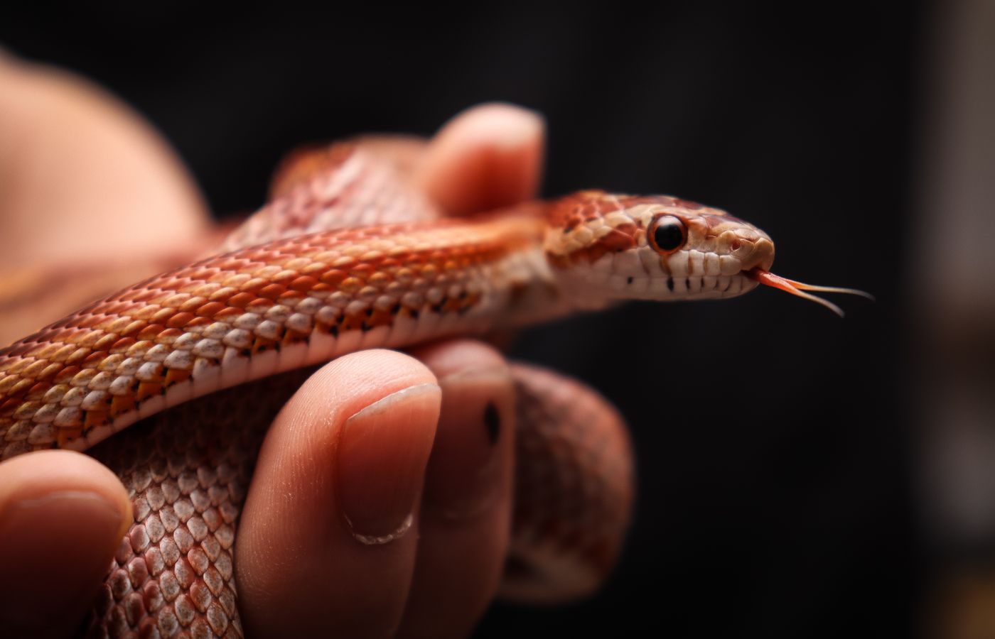 Basking Bulb for a Corn Snake