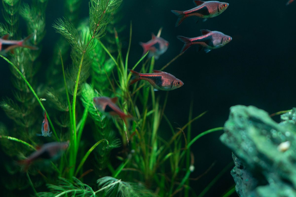 Fry-Safe Sponge Filter for a Shrimp Tank