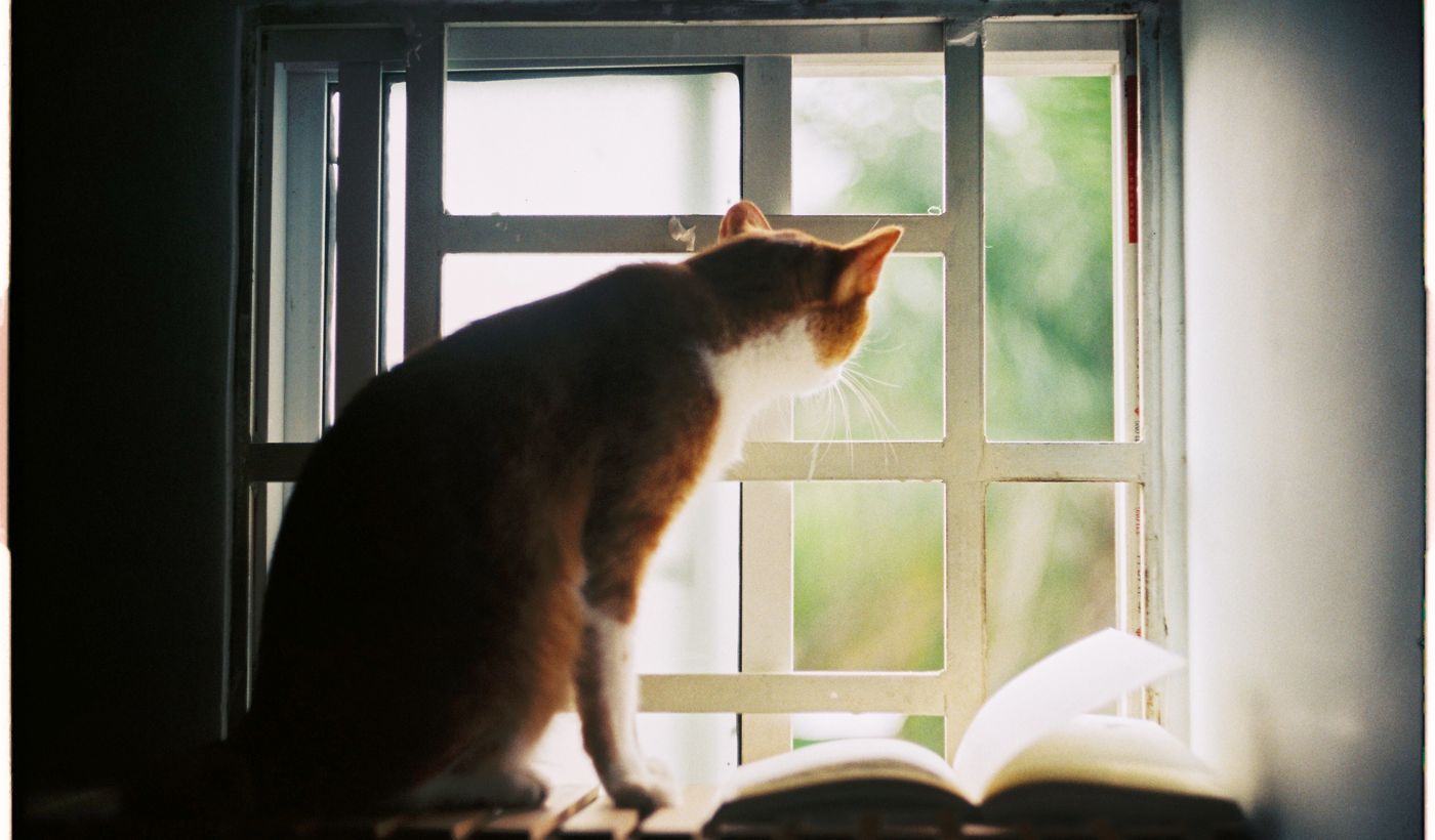 Cat Window Perch