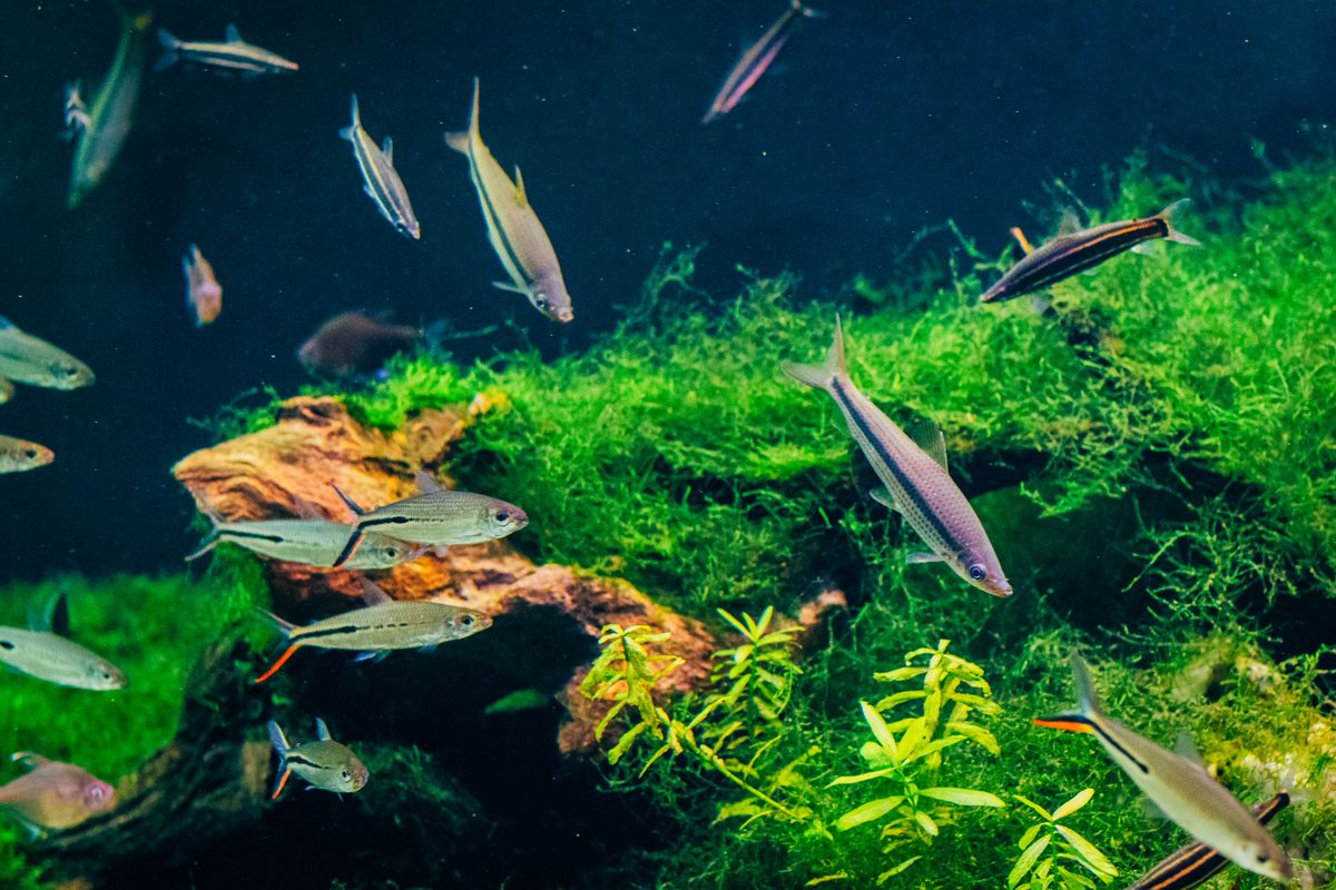 Fluval FX4 vs Oase BioMaster 850