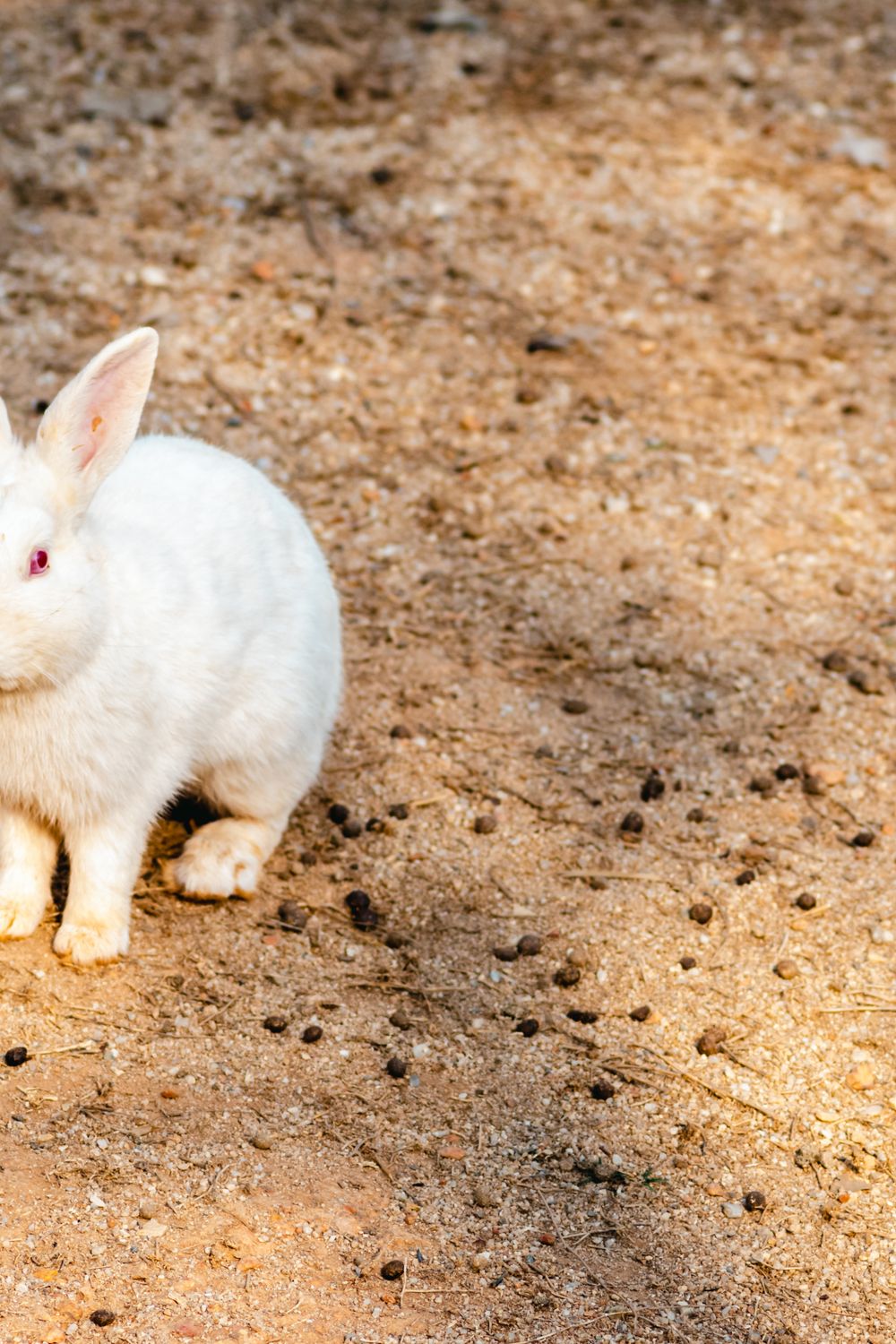 Chew Toys for Rabbits