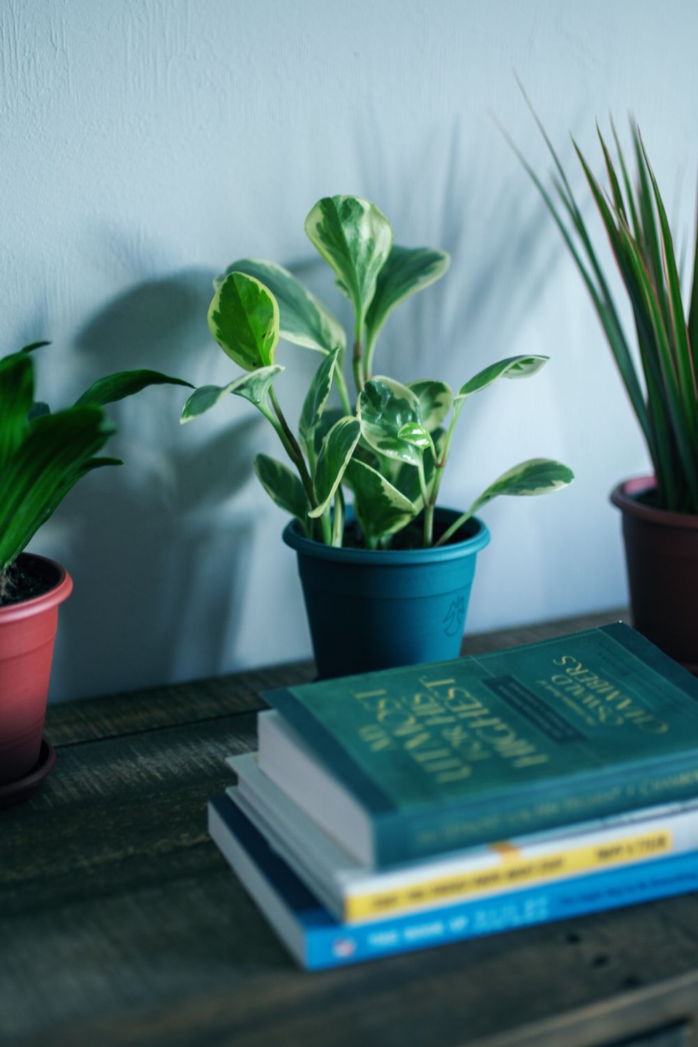Systemic Insecticide for Houseplants