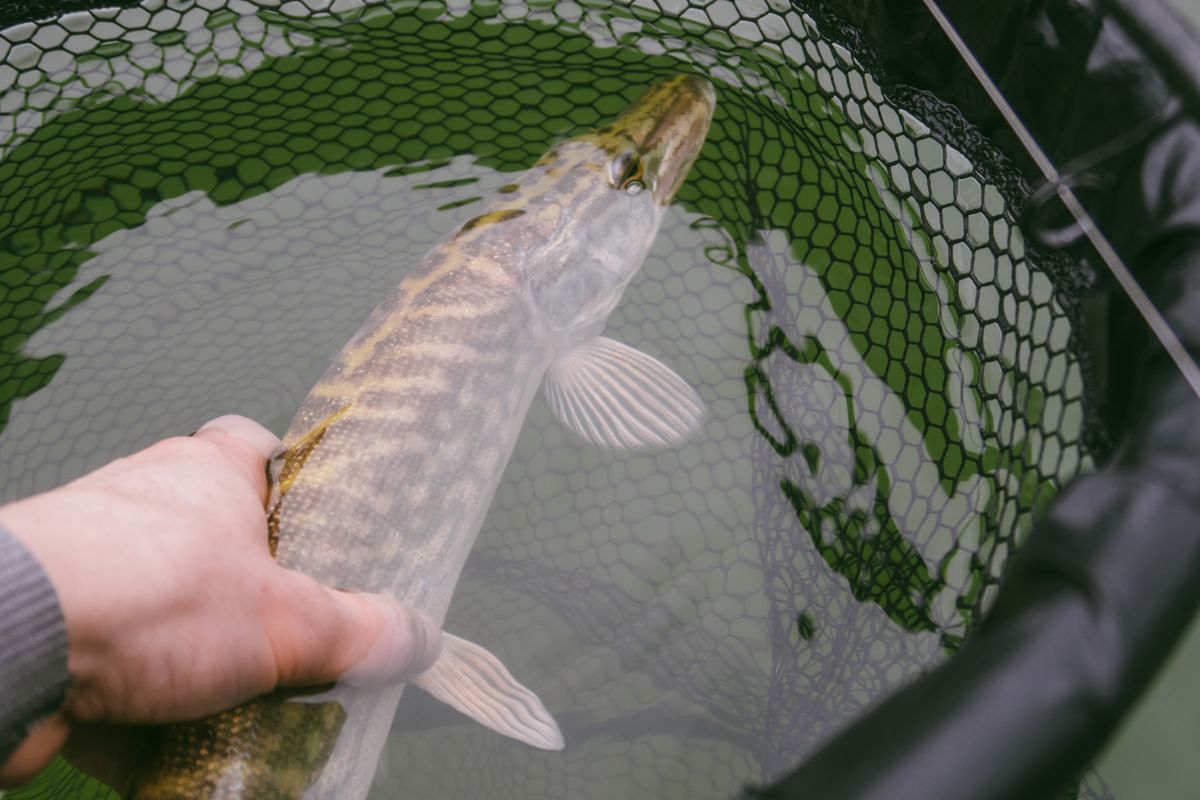 Baitcaster Reel for Pike Fishing