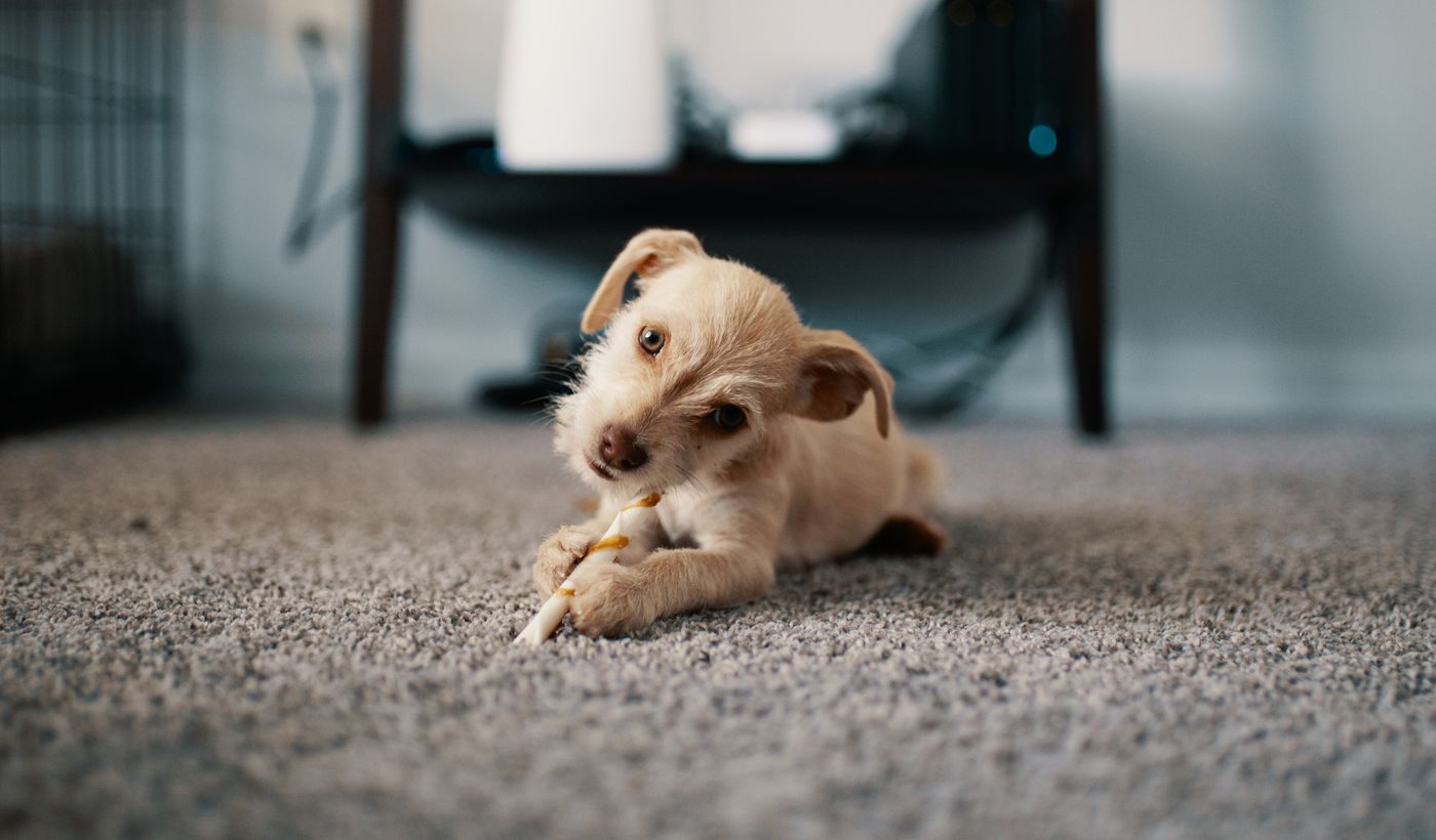 Enzyme Cleaner for Pet Urine