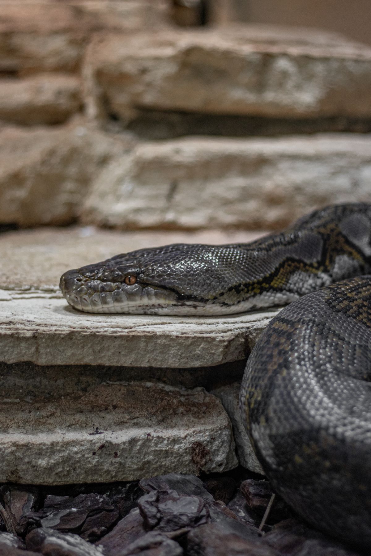 Radiant Heat Panel for a Snake