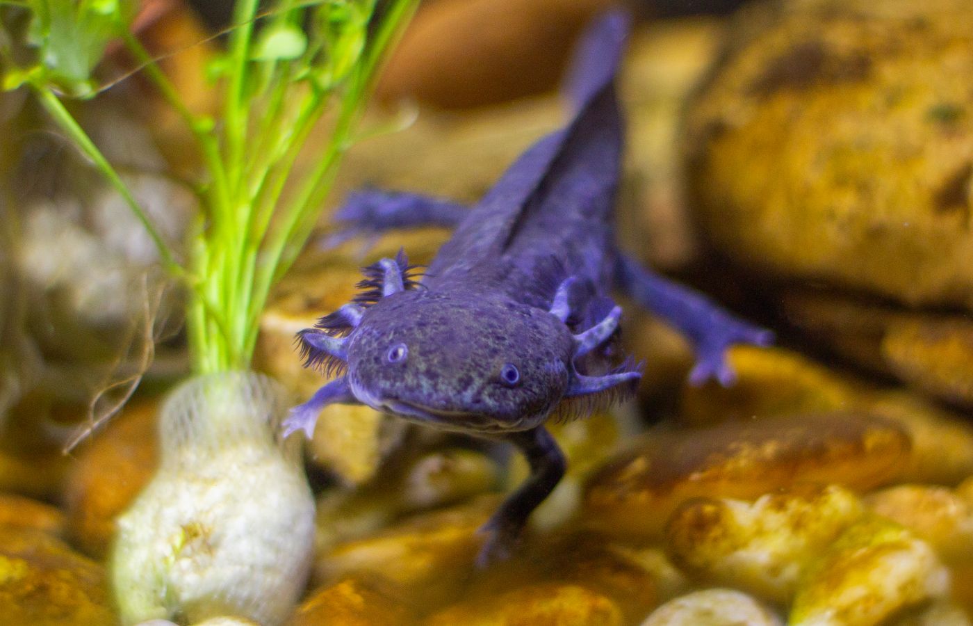 Low-Flow Filter for an Axolotl Tank
