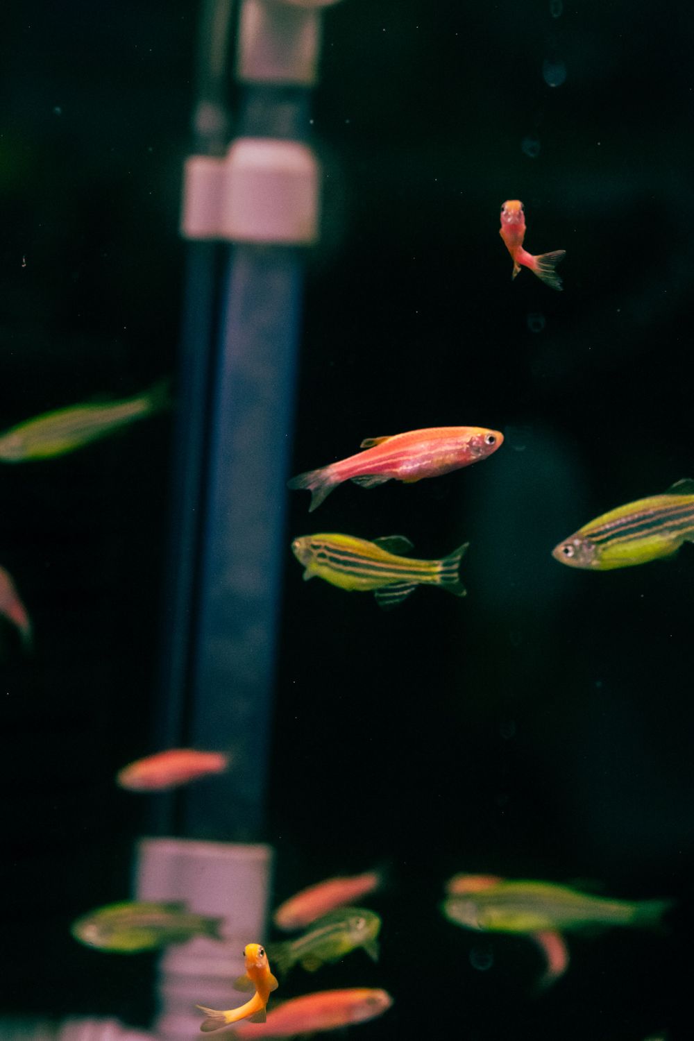 Floating Breeding Box for Fish Fry