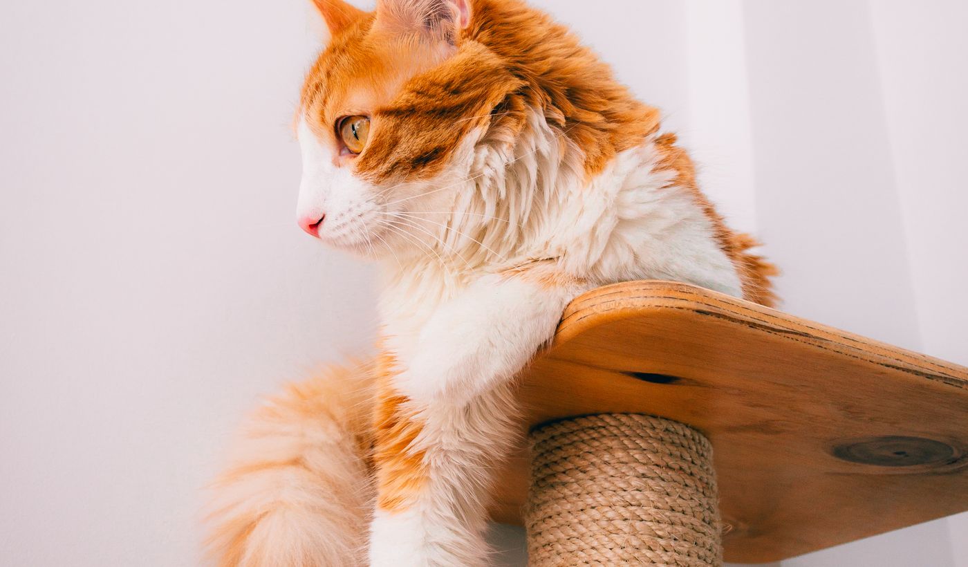 Cat Scratching Post