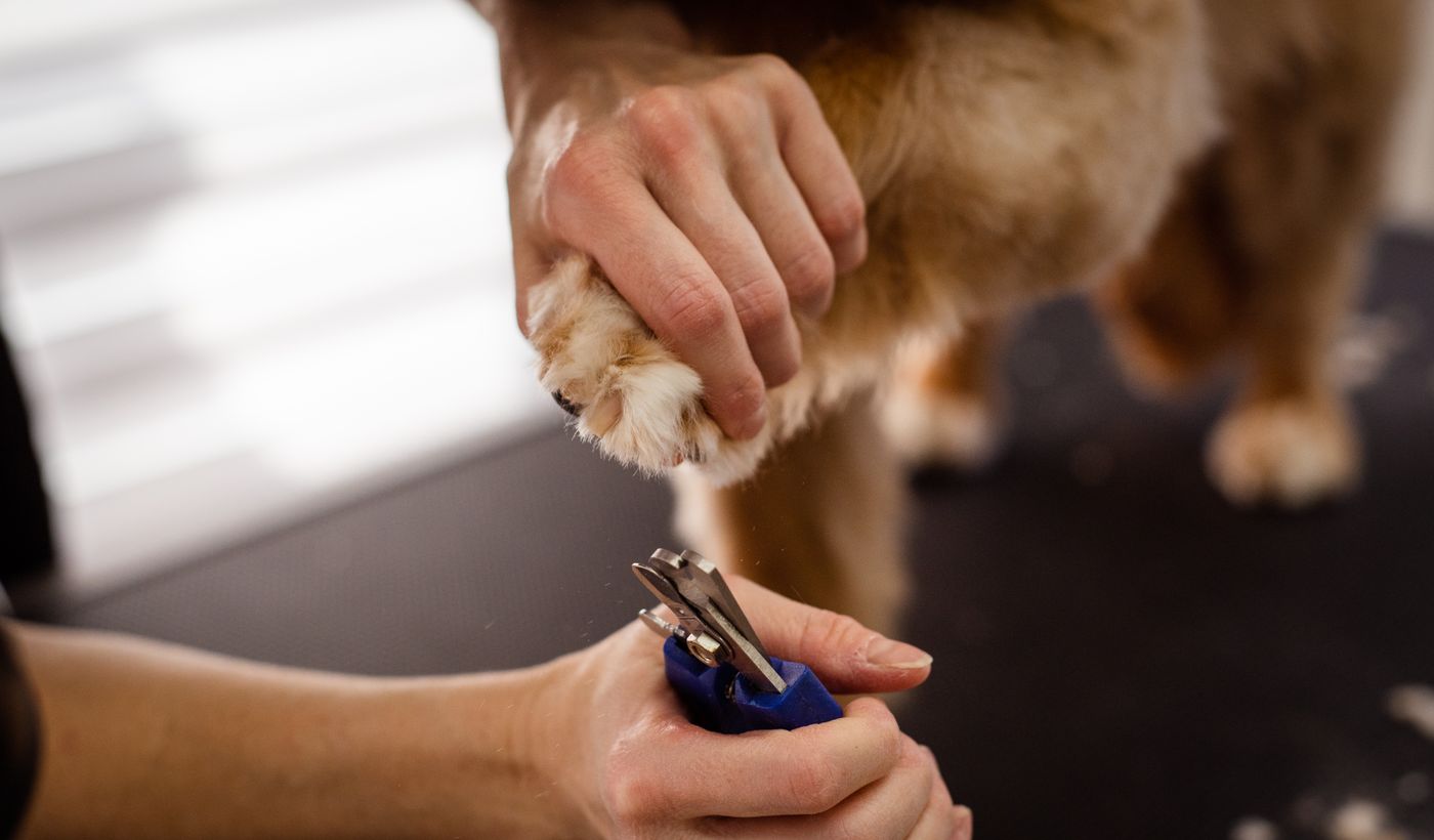 Dog Nail Grinder