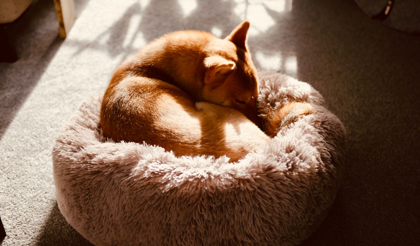 Calming Dog Bed