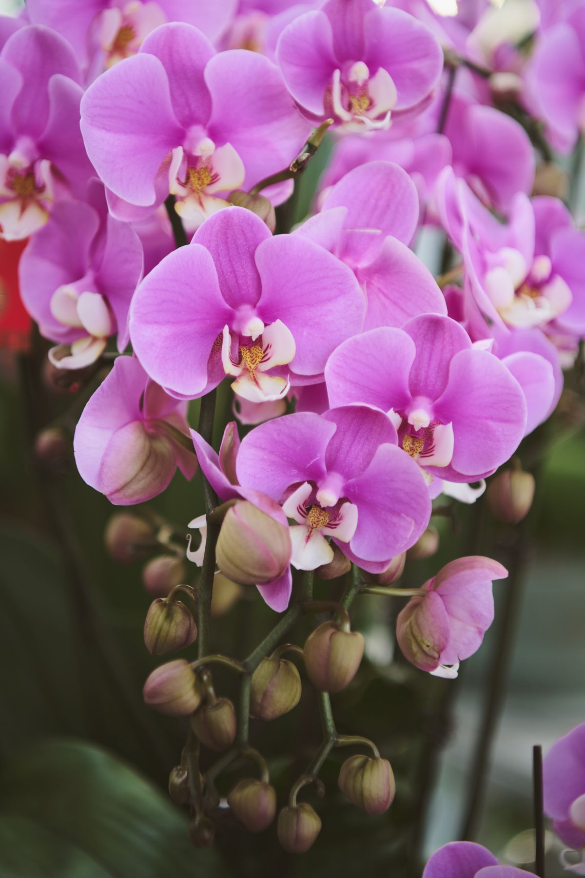 Mist for Orchids