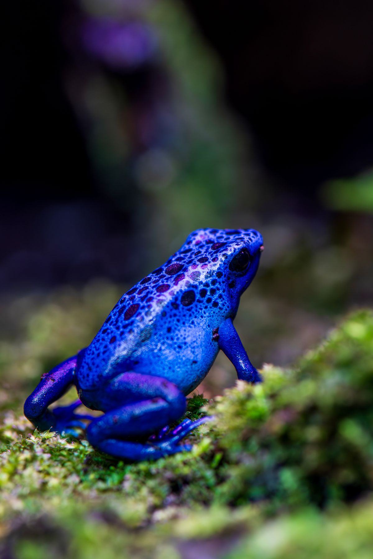 Fogger for Dart Frogs