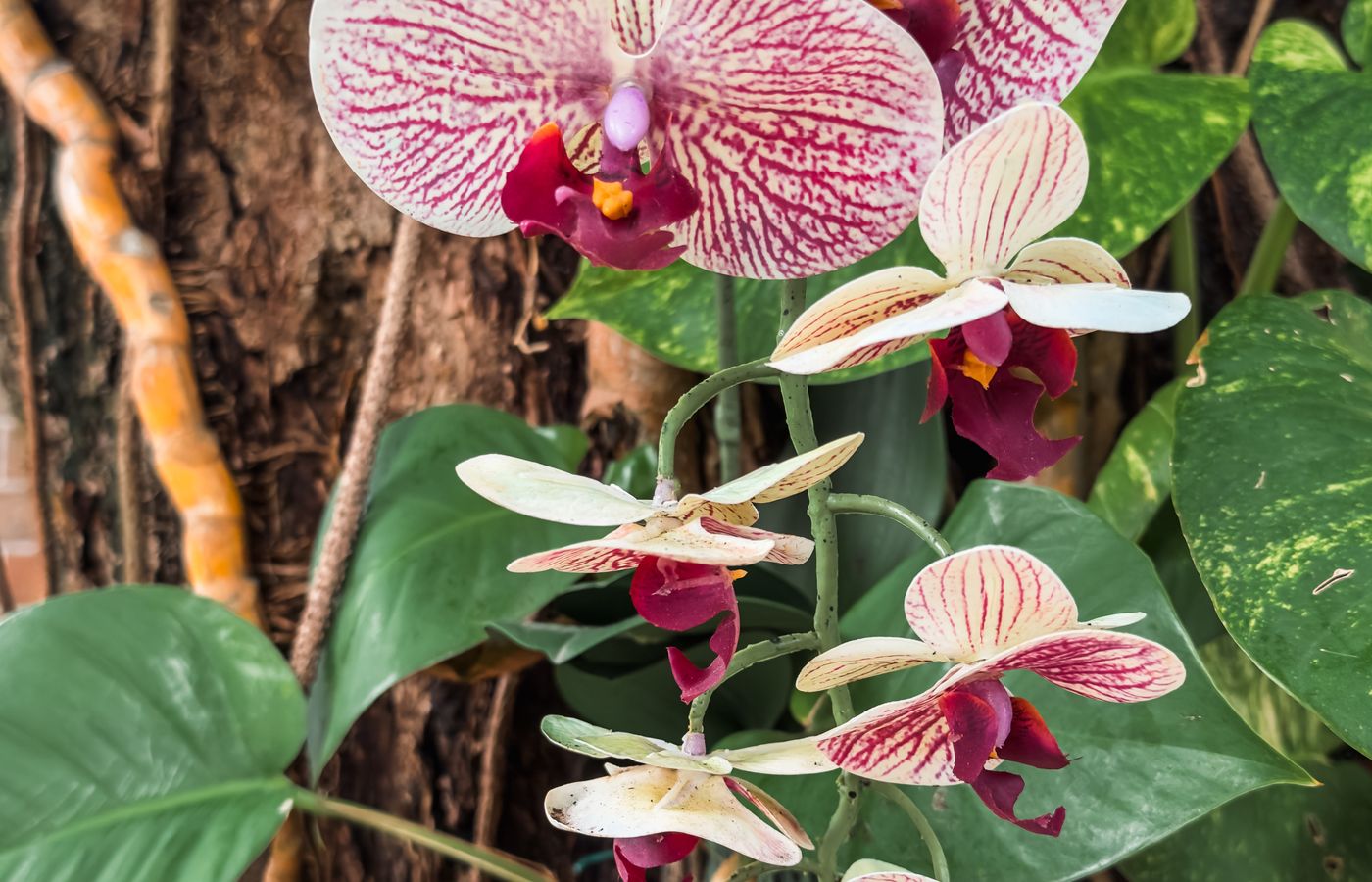 Orchid Bark Mix for Phalaenopsis