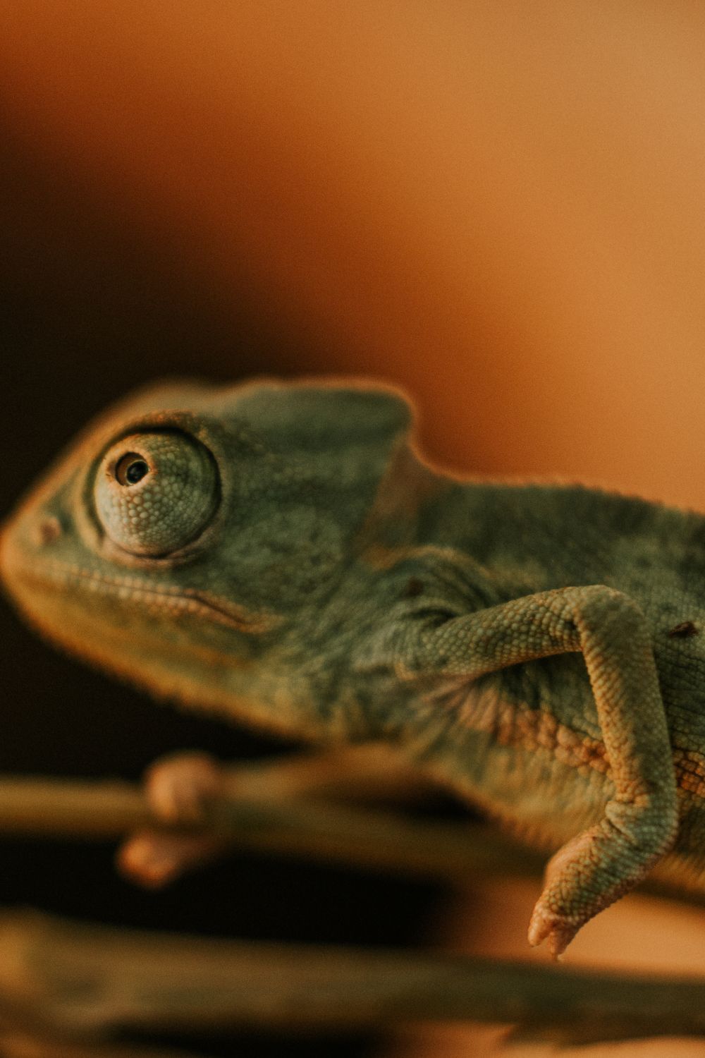 UVB Bulb for a Chameleon