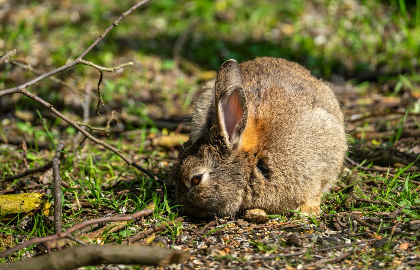 Nest Box for Flemish Giant Rabbit Kindling