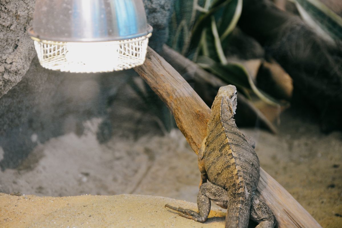 Dimming Thermostat for a Reptile Enclosure