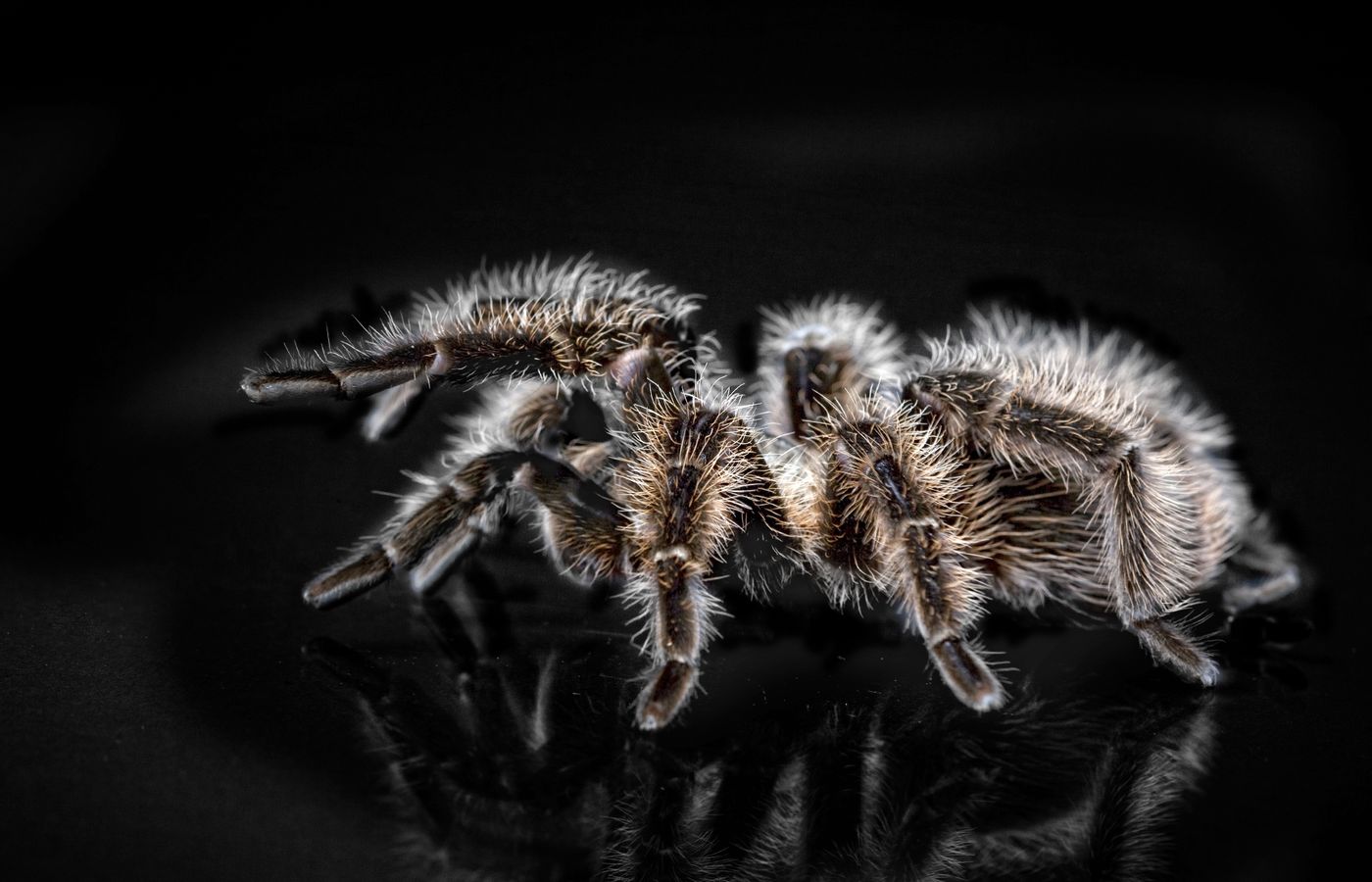 Water Dish for a Tarantula