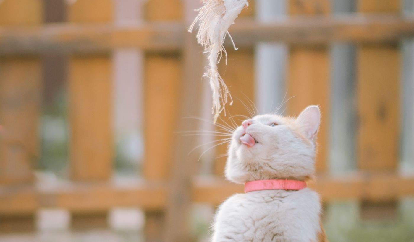 Catnip Toys for Cats