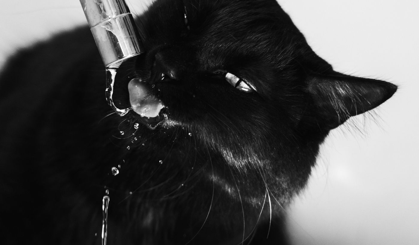 Cat Water Fountain