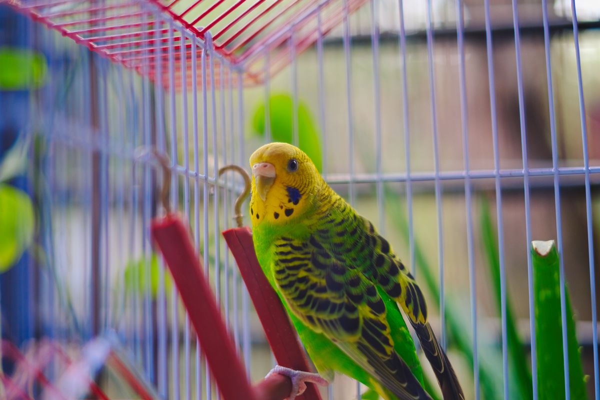Automatic Bird Feeder for a Cage