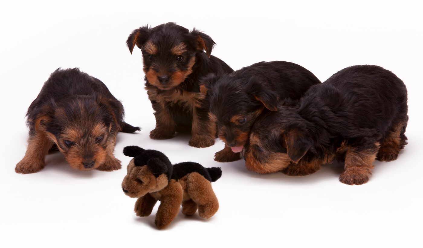 Dog Chew Toys for Puppies