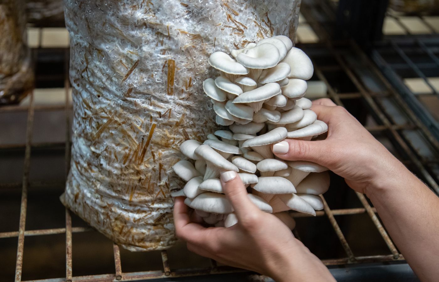Still Air Box for Mushroom Cultivation