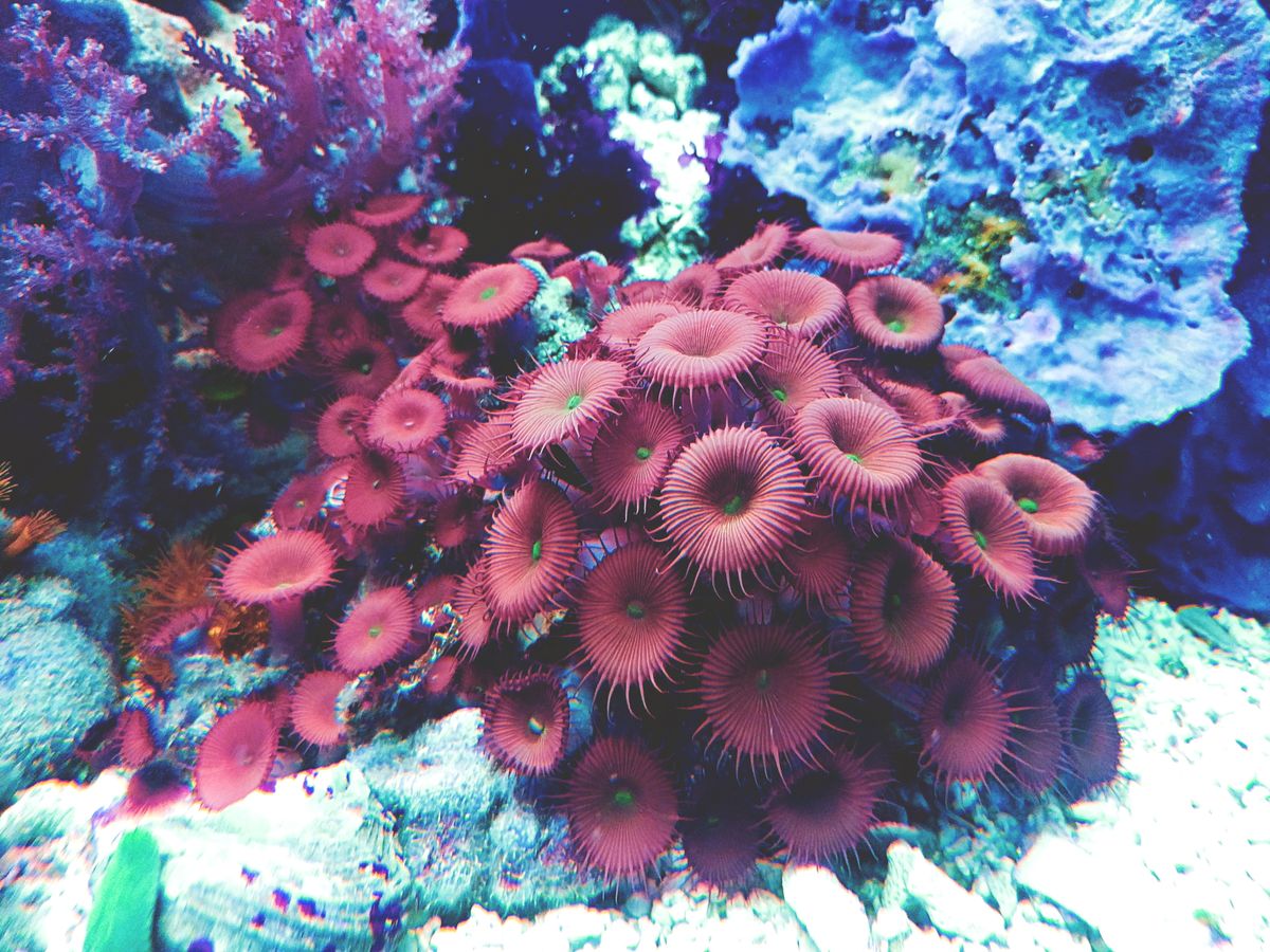 Wavemaker for a Nano Reef Tank