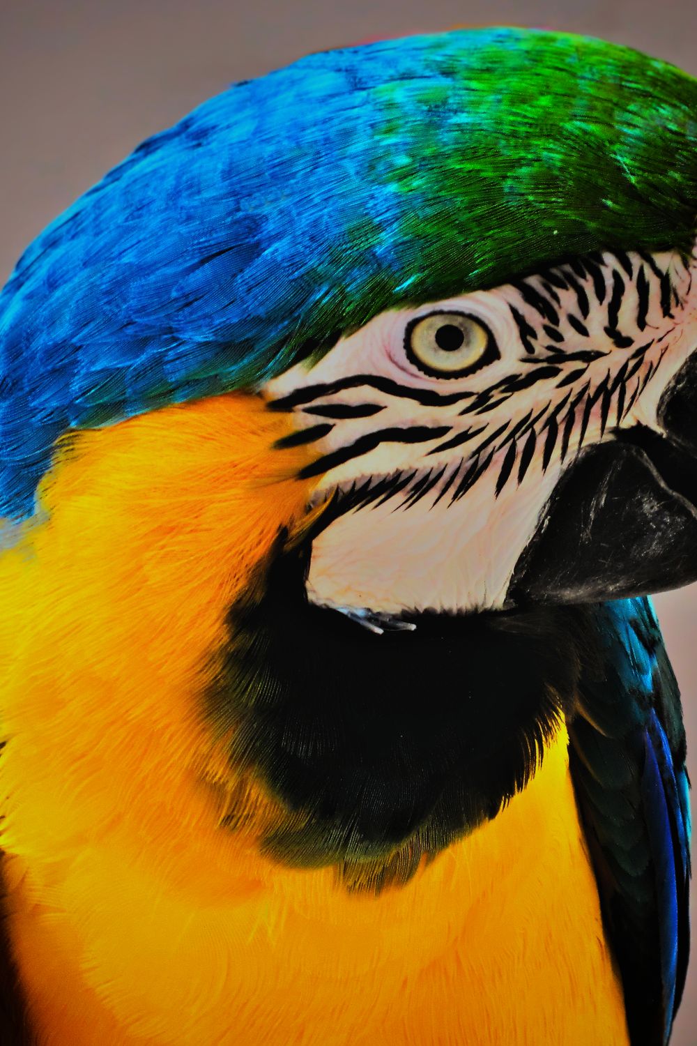 Travel Carrier for Parrots