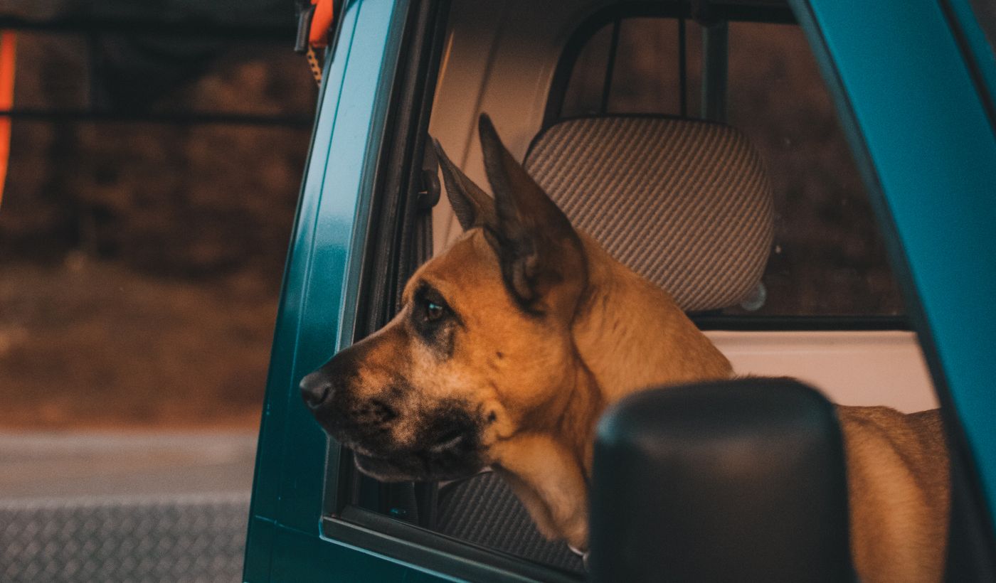 Dog Car Seat for Small Dogs