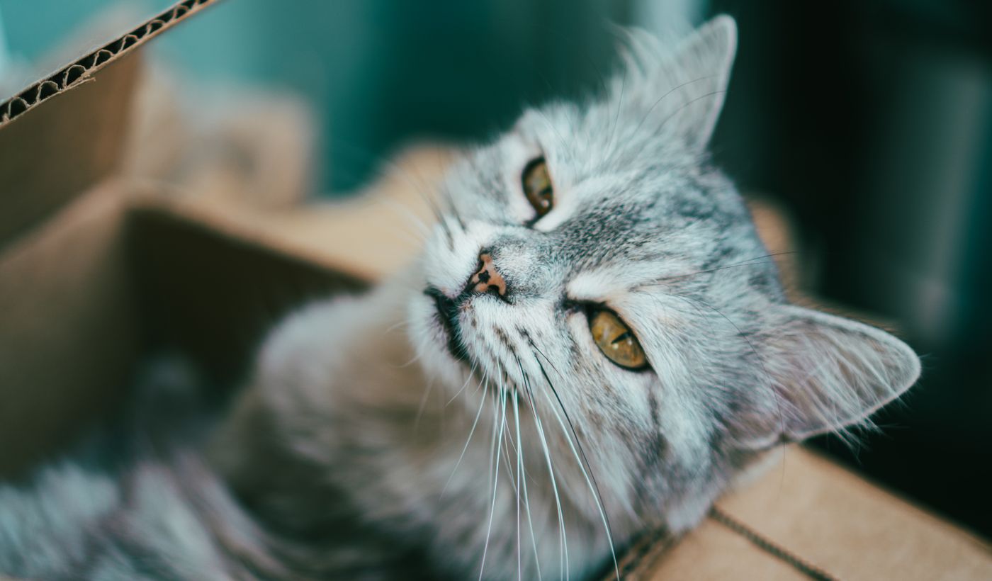 Litter Box for Odor Control
